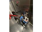 Adopt Weston a Black - with White Jack Russell Terrier / Husky / Mixed dog in
