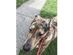 Adopt Zero a Mixed Breed (Medium) / Mixed dog in Spokane Valley, WA (41426577)