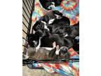 Adopt GSP puppies $$ a Black - with Gray or Silver German Shorthaired Pointer /