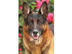 Adopt Klaus von Kamenz a Black - with Tan, Yellow or Fawn German Shepherd Dog /