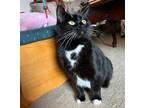 Adopt Midge a Domestic Shorthair / Mixed cat in West Vancouver, BC (40966085)