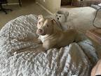 Adopt Roshi a Tan/Yellow/Fawn - with White American Staffordshire Terrier /