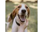 Adopt Joey a Tricolor (Tan/Brown & Black & White) Foxhound dog in Sanford