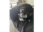 Adopt Pepper a Brown/Chocolate - with Black Boxer / American Pit Bull Terrier /