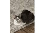 Adopt Troy and lola a Black & White or Tuxedo Tabby / Mixed (short coat) cat in