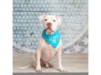 Adopt Lunchbox a White Pit Bull Terrier / Mixed dog in Dallas, TX (39393782)