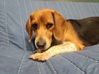 Adopt Roxanne a Beagle dog in TULSA, OK (41426456)