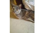 Adopt Valkyrie a Gray or Blue Domestic Shorthair / Mixed Breed (Medium) / Mixed