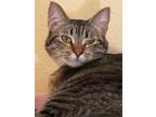 Adopt Tinkerbell a Tan or Fawn Domestic Shorthair / Domestic Shorthair / Mixed