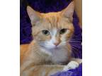 Adopt Mewbacca a Tan or Fawn Domestic Shorthair / Domestic Shorthair / Mixed cat