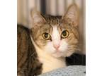 Adopt Jojo a Tan or Fawn Domestic Shorthair / Domestic Shorthair / Mixed cat in