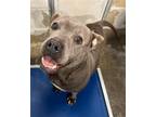 Adopt Lala (Bonded with Marnie) a Gray/Blue/Silver/Salt & Pepper American