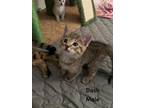 Adopt Dash a Domestic Shorthair / Mixed (short coat) cat in Fallbrook