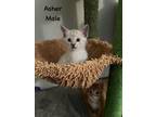 Adopt Asher a Domestic Shorthair / Mixed (short coat) cat in Fallbrook