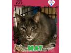 Adopt Mat a Domestic Shorthair / Mixed (short coat) cat in Kingman