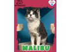 Adopt Malibu a Domestic Shorthair / Mixed (short coat) cat in Kingman
