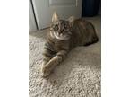 Adopt Luna a Brown Tabby Tabby / Mixed (short coat) cat in Washington