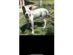 Adopt Elvis a White - with Black American Pit Bull Terrier / Mixed dog in