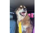 Adopt Jelly Roll a Tricolor (Tan/Brown & Black & White) Shepherd (Unknown Type)