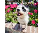 Adopt Skye a Tan/Yellow/Fawn Terrier (Unknown Type, Medium) dog in Lathrop