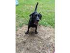 Adopt Lacey a Black - with White Labrador Retriever / Basset Hound / Mixed dog