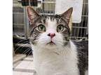 Adopt Oliver 5119 a Tiger Striped Domestic Shorthair cat in Frankfort