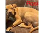 Adopt Rosie Mama Talbot a Red/Golden/Orange/Chestnut American Pit Bull Terrier /