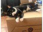 Adopt Cleo a Black & White or Tuxedo British Shorthair / Mixed (short coat) cat