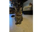 Adopt Tony a Tiger Striped Tabby / Mixed (short coat) cat in Riverside
