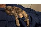 Adopt Tundra a Gray or Blue American Shorthair / Mixed (short coat) cat in