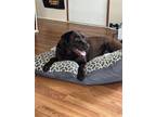 Adopt Mac a Brown/Chocolate Labrador Retriever / Mixed dog in Asheville
