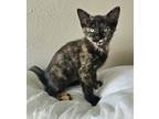 Adopt Hannah a Domestic Shorthair cat in Toledo, OH (41421461)