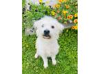 Adopt Flat White a White Poodle (Miniature) / Mixed dog in Binghamton