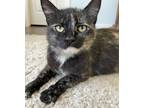Adopt Rosaline a Calico or Dilute Calico Domestic Shorthair / Mixed (short coat)