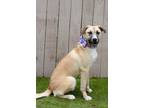 Adopt Noel a Tan/Yellow/Fawn - with White Anatolian Shepherd / Mixed dog in