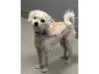 Adopt chestnut a White - with Tan, Yellow or Fawn Poodle (Miniature) / Mixed dog