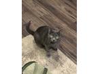 Adopt Squeaky a Gray, Blue or Silver Tabby Domestic Shorthair / Mixed (short
