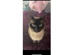 Adopt Mookie a Calico or Dilute Calico Tonkinese / Mixed (medium coat) cat in