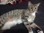 Adopt Sassy a Tan or Fawn Tabby Domestic Shorthair / Mixed (short coat) cat in