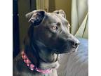 Adopt Samantha a Black Mutt / Mixed dog in Germantown, MD (39774210)