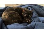 Adopt Nova a Black (Mostly) Domestic Mediumhair / Mixed (medium coat) cat in