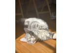 Adopt Toulouse a Gray, Blue or Silver Tabby Tabby / Mixed (short coat) cat in