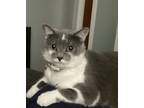 Adopt Aiko a Gray or Blue (Mostly) Domestic Shorthair / Mixed (short coat) cat