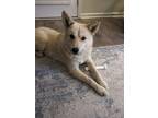 Adopt Smokey a Tan/Yellow/Fawn Shiba Inu / Mixed dog in Johnston, RI (41426069)