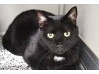Adopt Pippin a All Black Domestic Shorthair / Domestic Shorthair / Mixed cat in
