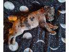 Adopt Saylor a Merle Great Dane / German Shepherd Dog / Mixed dog in Endicott