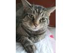 Adopt Remy a Brown Tabby American Shorthair / Mixed (medium coat) cat in