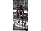 Adopt Nova a Black - with White German Shorthaired Pointer / Mixed dog in