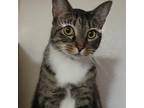 Adopt Stella a Tiger Striped Domestic Shorthair cat in Tecumseh, MI (40483884)
