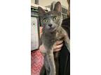 Adopt Pidgeotto a Gray or Blue Domestic Shorthair / Mixed Breed (Medium) / Mixed